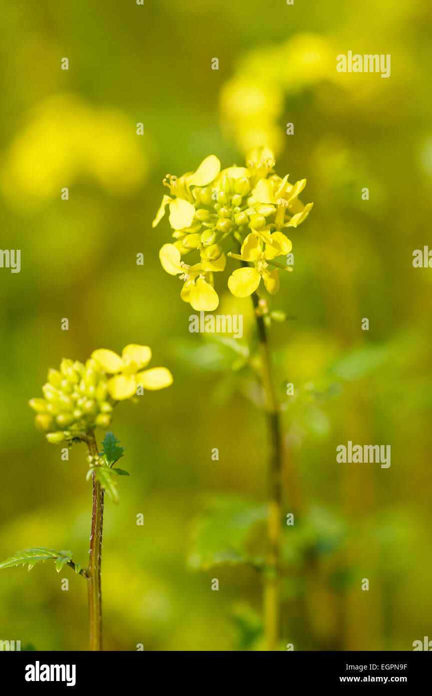 White mustard, Sinapis alba, Often grown as green manure, Side view of two stems with yellow flowers and buds with others behind. Stock Photo