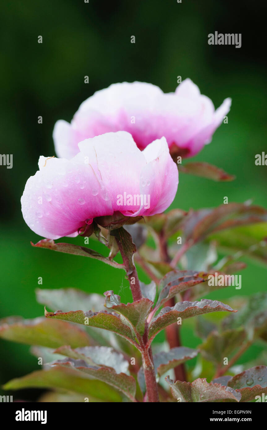 Peony, Paeonia mascula, Side view of 2 stems with half open deep pink bowl shaped flowers fading to white, Raindrops, Pink tinged foliage. Stock Photo