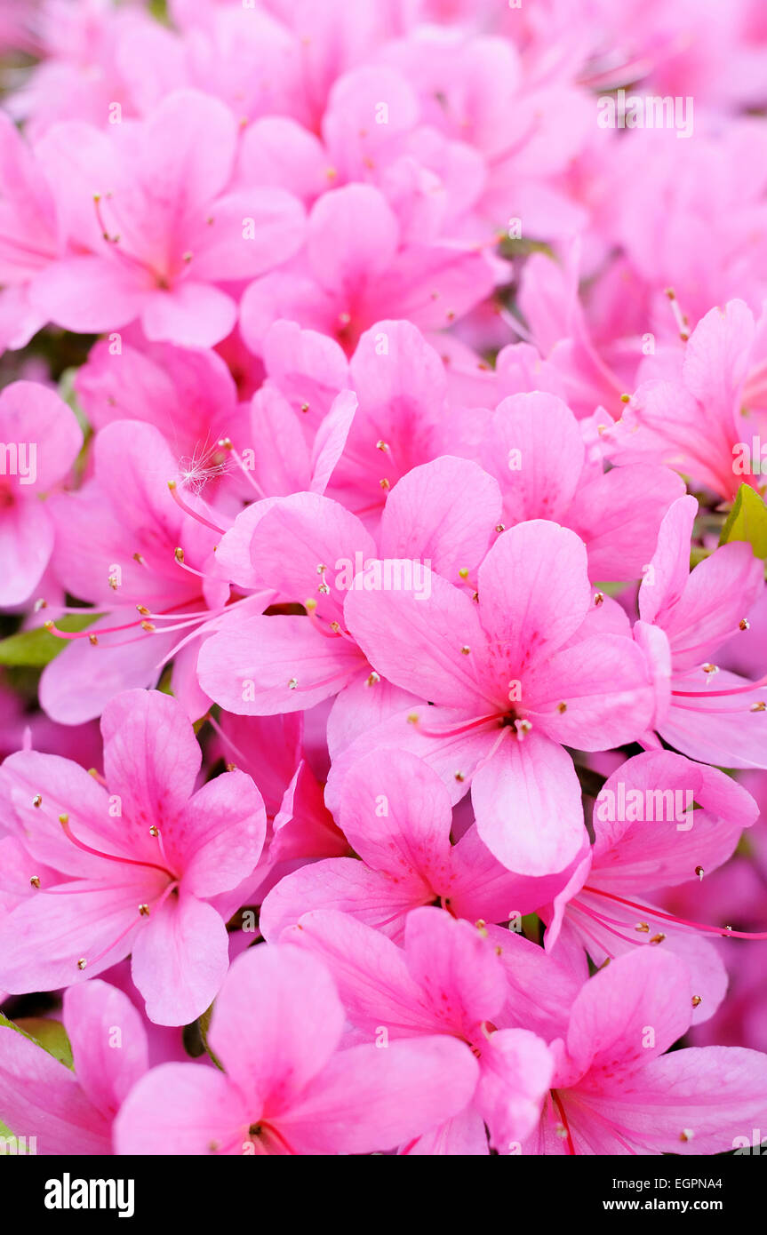 Japanese azalea, Rhododendron 'Hinomayo', Top view of many pink flowers creating a pattern. Stock Photo