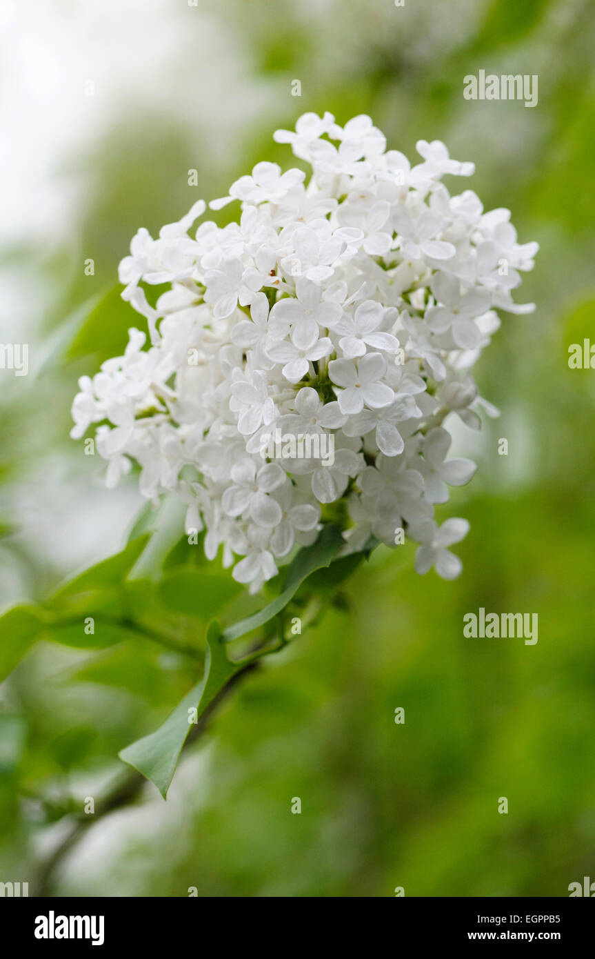 Lilac, Syringa oblata, One flowering panicle with many small white flowers. Stock Photo