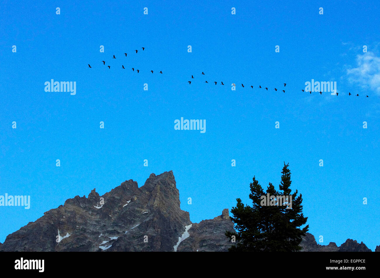 Flock of geese flying in a v pattern over the peaks of Grand Teton ...