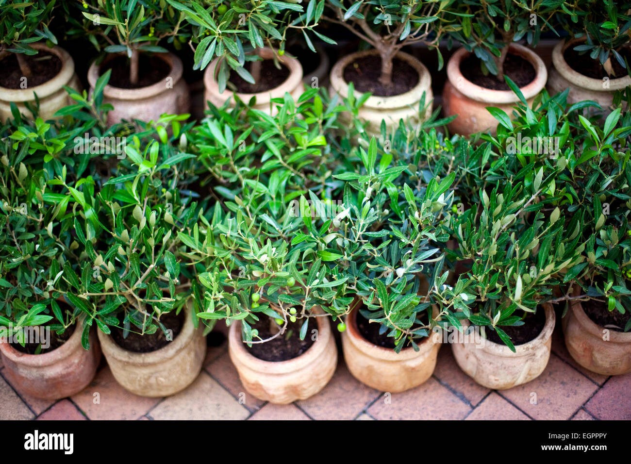Olive tree pot hires stock photography and images Alamy