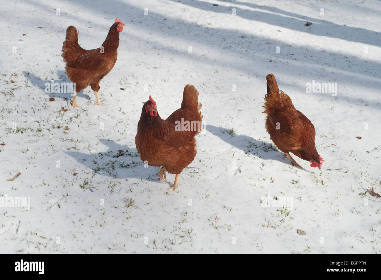 Rhode Island Red Chickens foraging in snow. Backyard Chickens looking