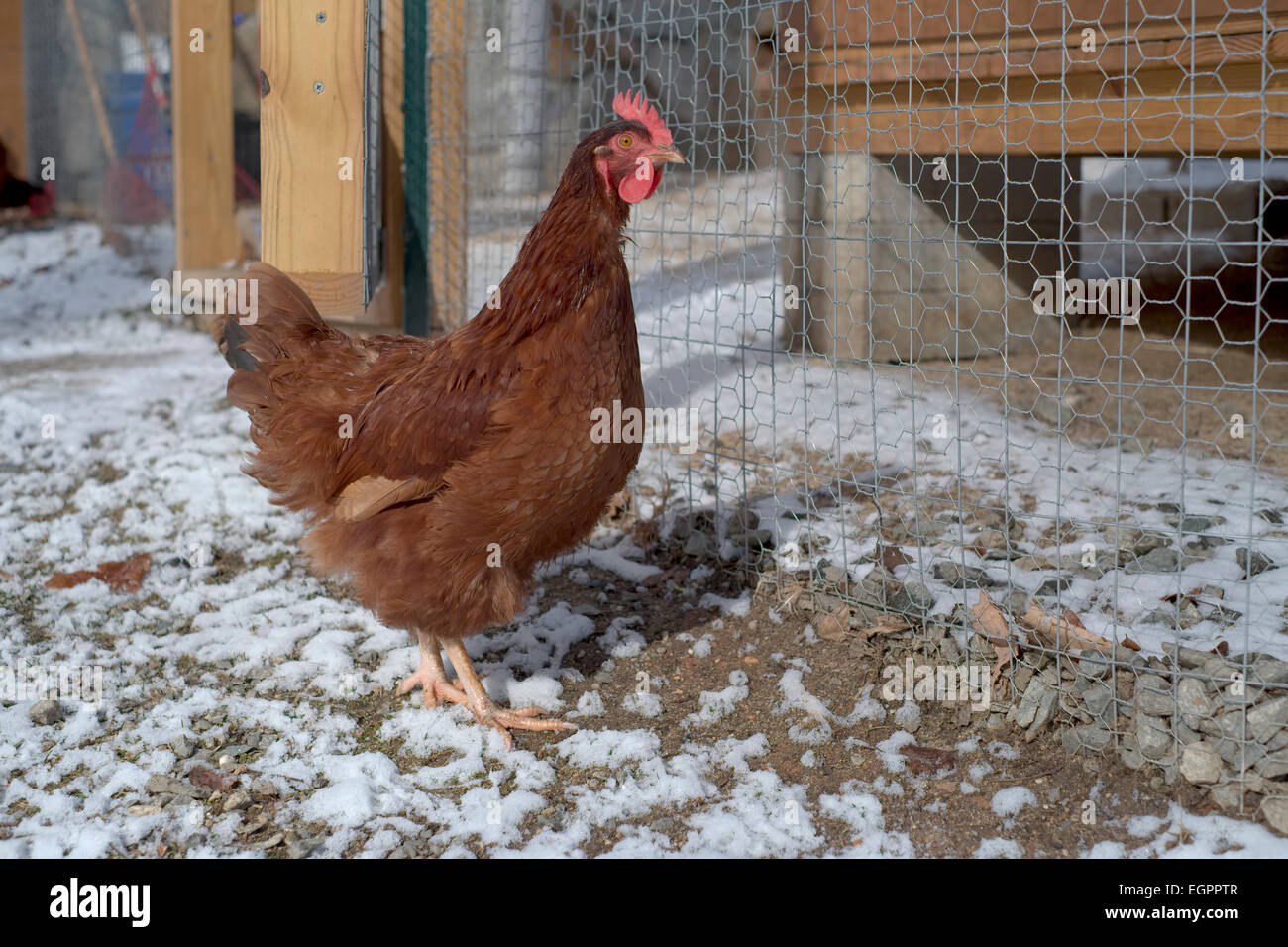 Rhode Island Red Chicken outside run standing in snow Stock Photo Alamy