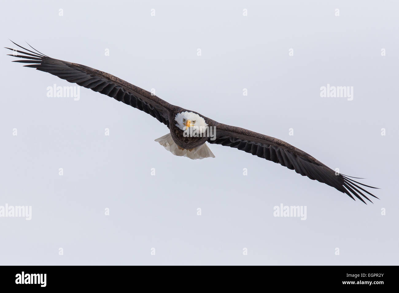 A mature Bald Eagle flying. Stock Photo