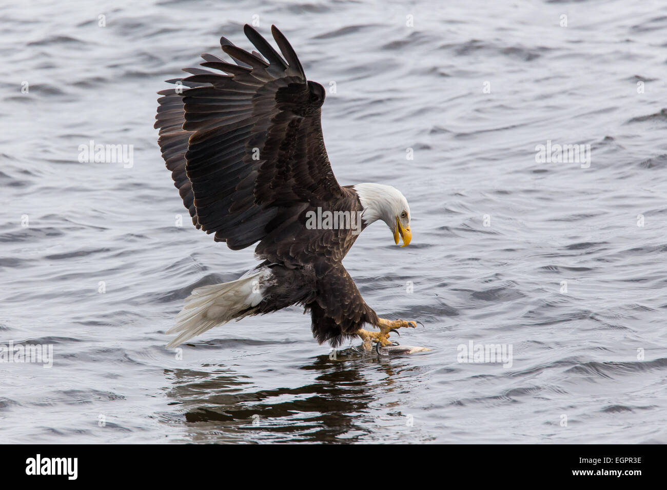 A mature Bald Eagle catching a fish from the Mississippi River. Stock Photo