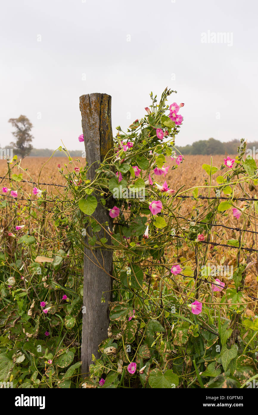 A morning glory climbs a fence post in rural Illinois. Stock Photo