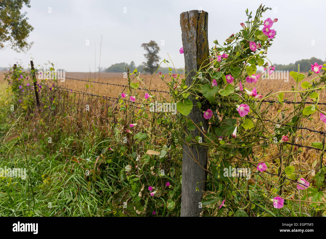 A morning glory climbs a fence post in rural Illinois. Stock Photo