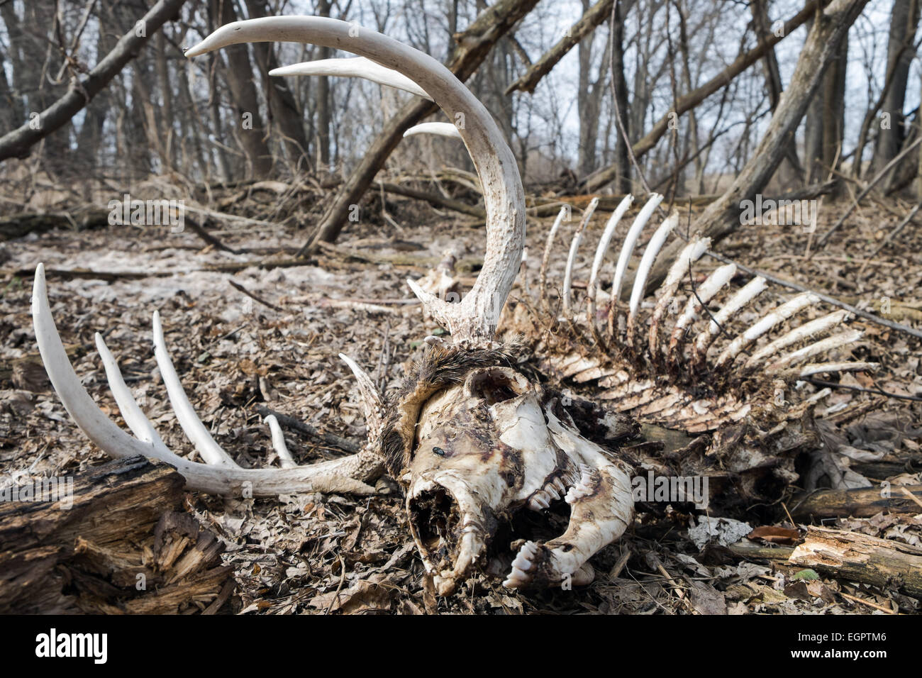 The skeleton of a male white-tailed deer in the woods. Stock Photo