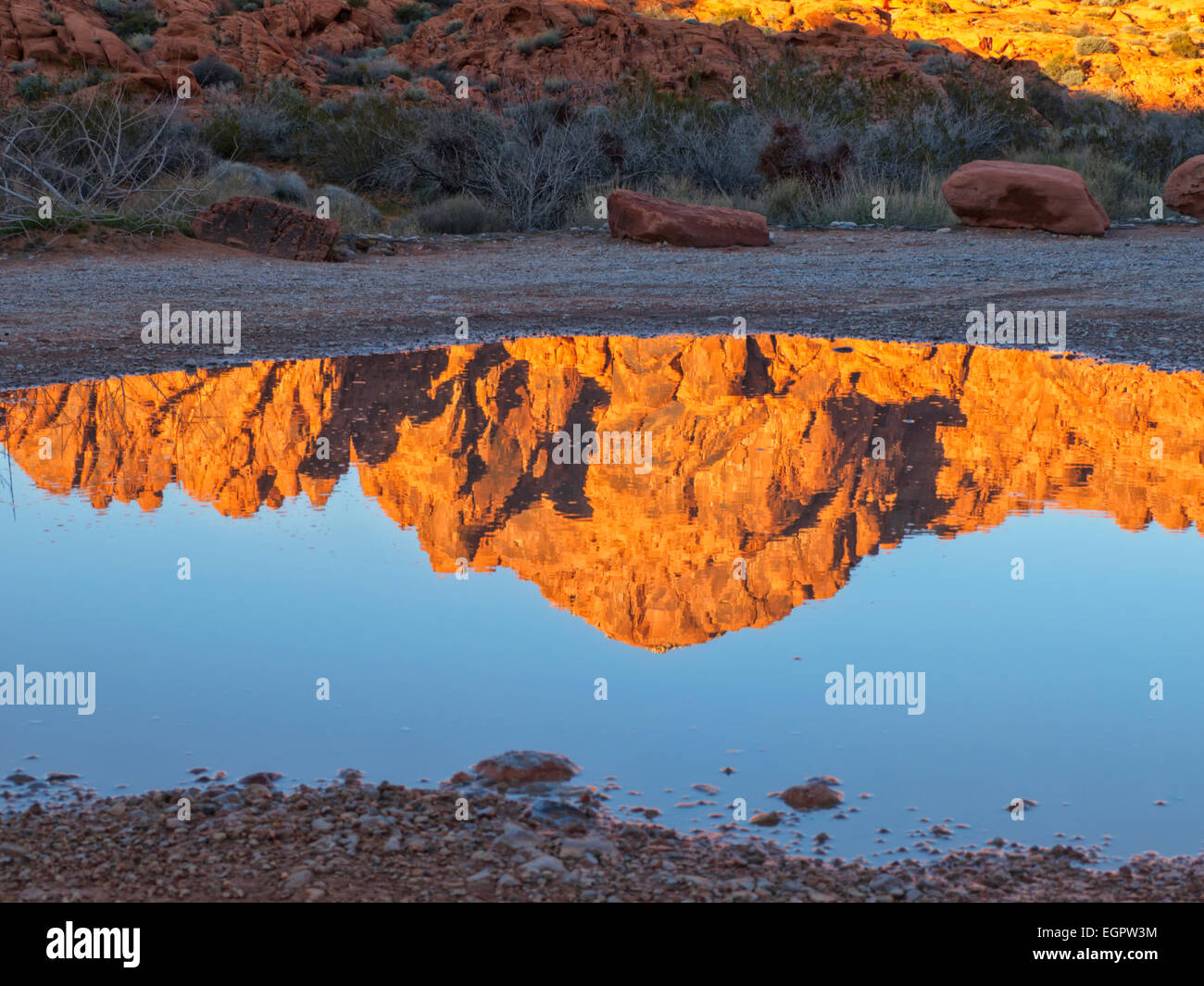 Red rock formations near Mouse's Tank Trail Valley of Fire State Park Nevada reflected in a puddle golden hour near sunset. Western USA travel scenic Stock Photo