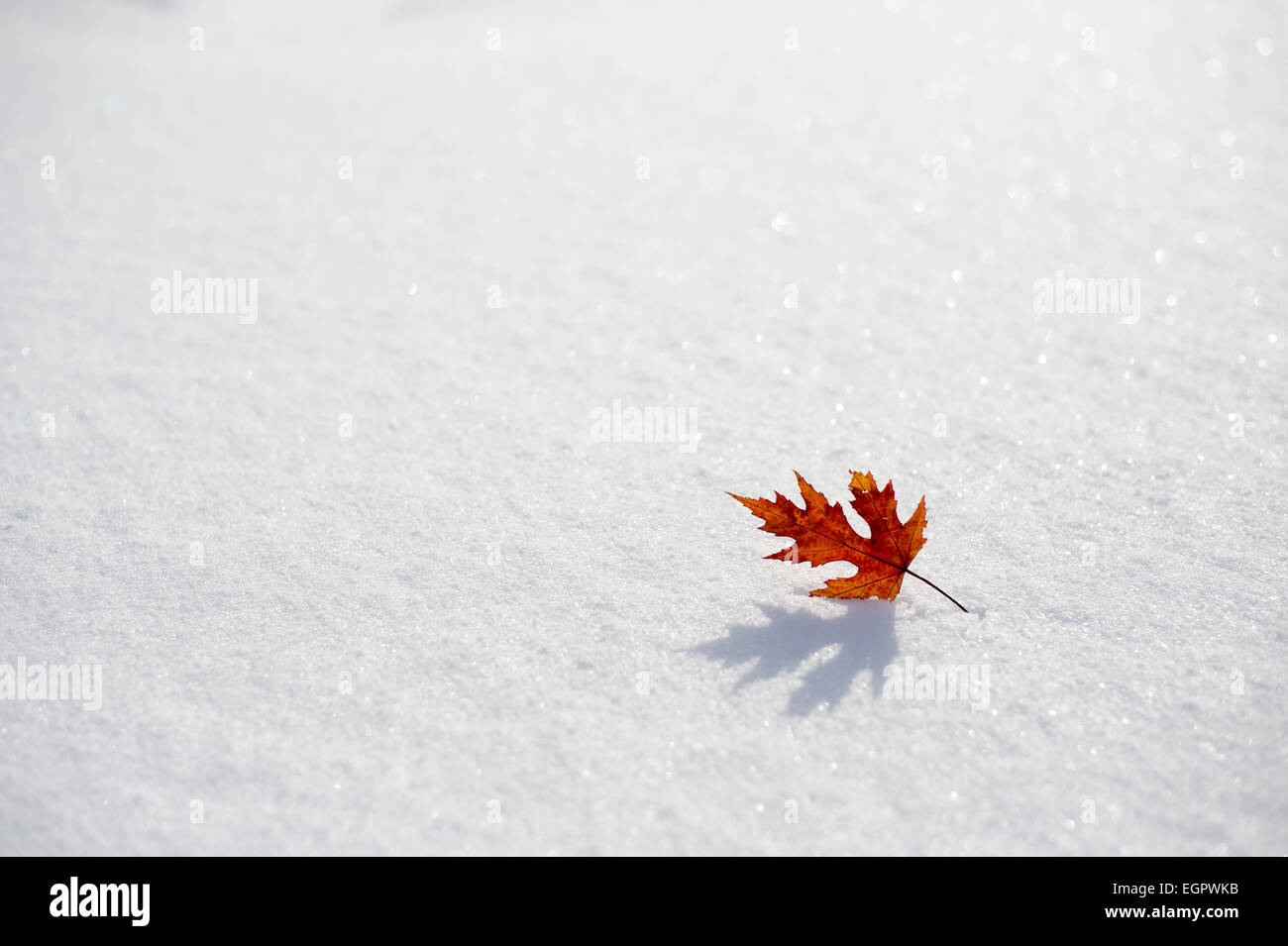 Lonely maple leaf hi-res stock photography and images - Alamy