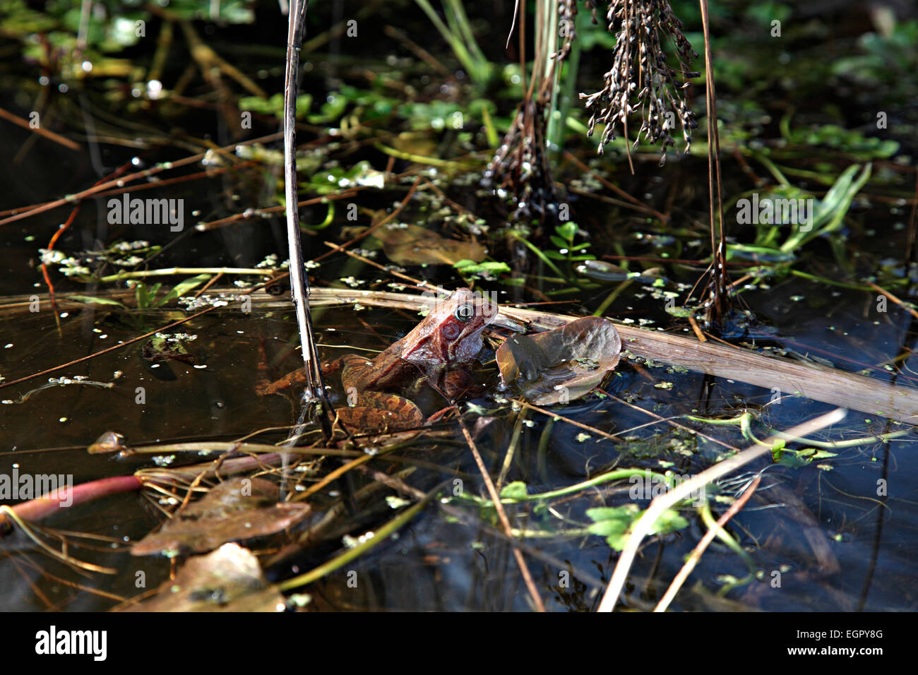 Rana temporaria - Common frog arrived late for annual breeding - 10 March Stock Photo