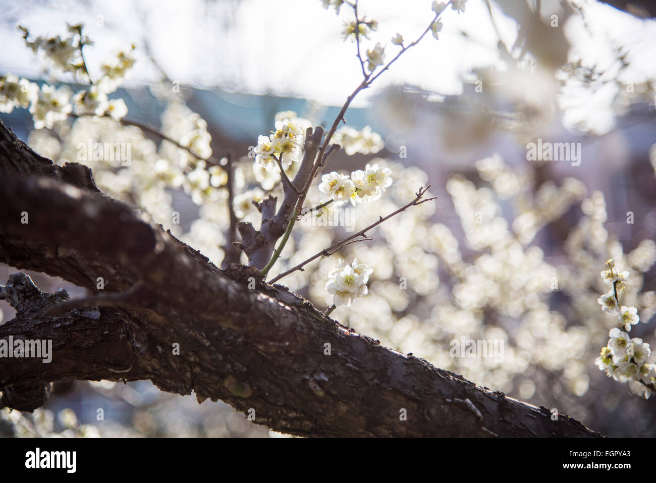 Ume Festival Yushima Tenmangu Bunkyo Ku Tokyo Japan Stock Photo Alamy ume-festival-yushima-tenmangu-bunkyo-ku-tokyo-japan-stock-photo-alamy