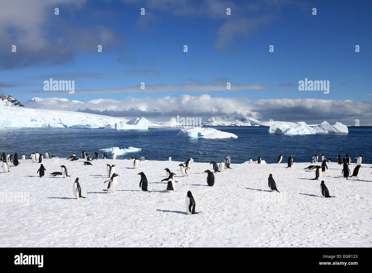 Gentoo penguins (Pygoscelis papua). Gentoo penguins grow to lengths of 70 centimetres and live in large colonies on Antarctic is Stock Photo