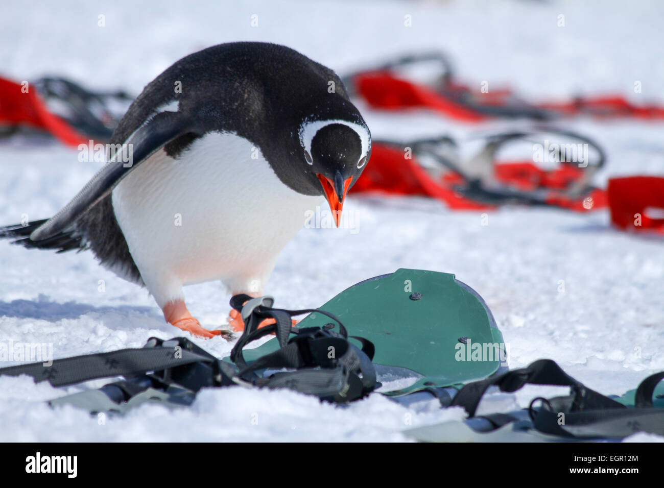 Penguin shoes hi-res stock photography and images - Alamy