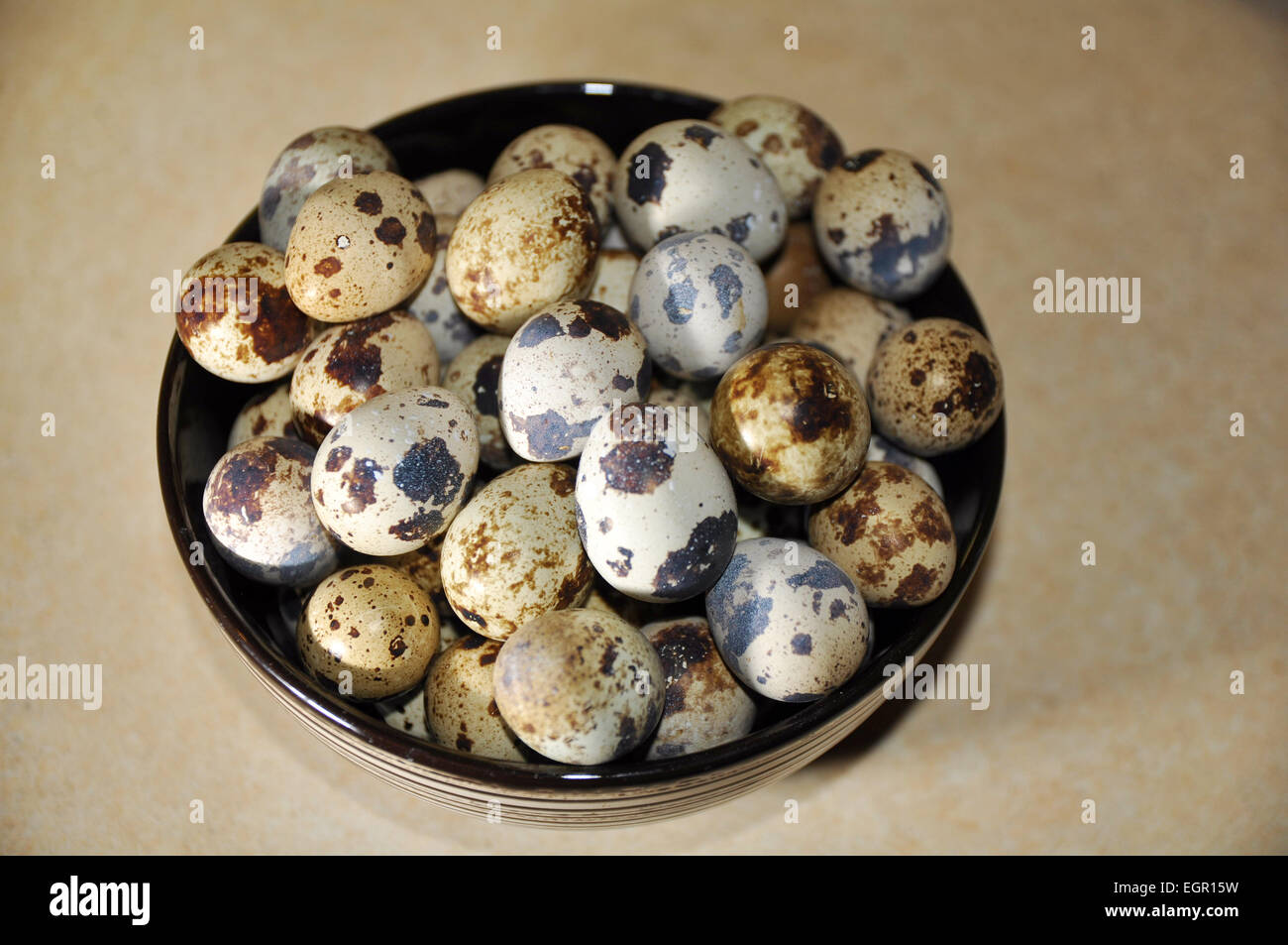 Egg laying birds hires stock photography and images Alamy