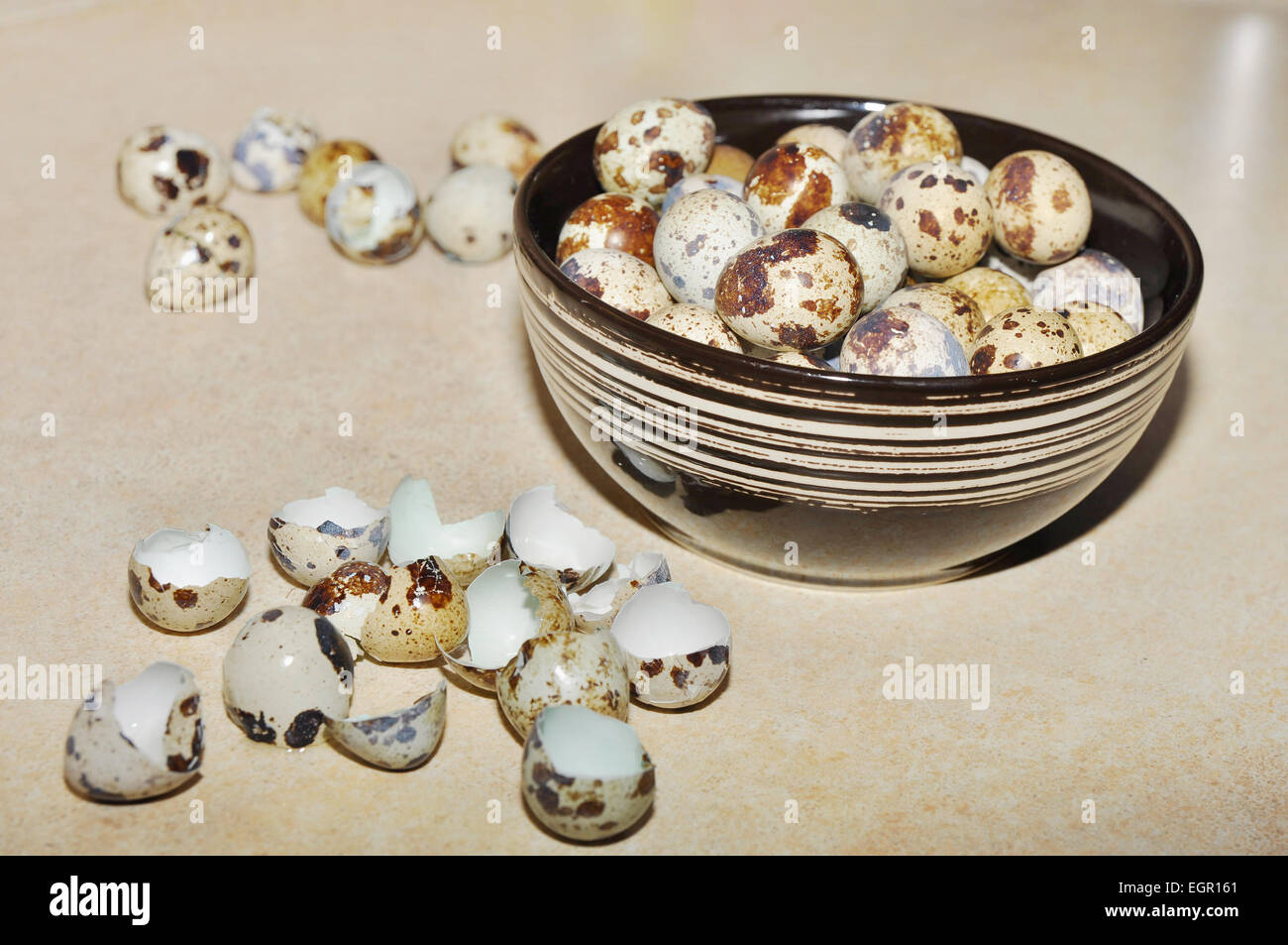 Egg laying birds hires stock photography and images Alamy