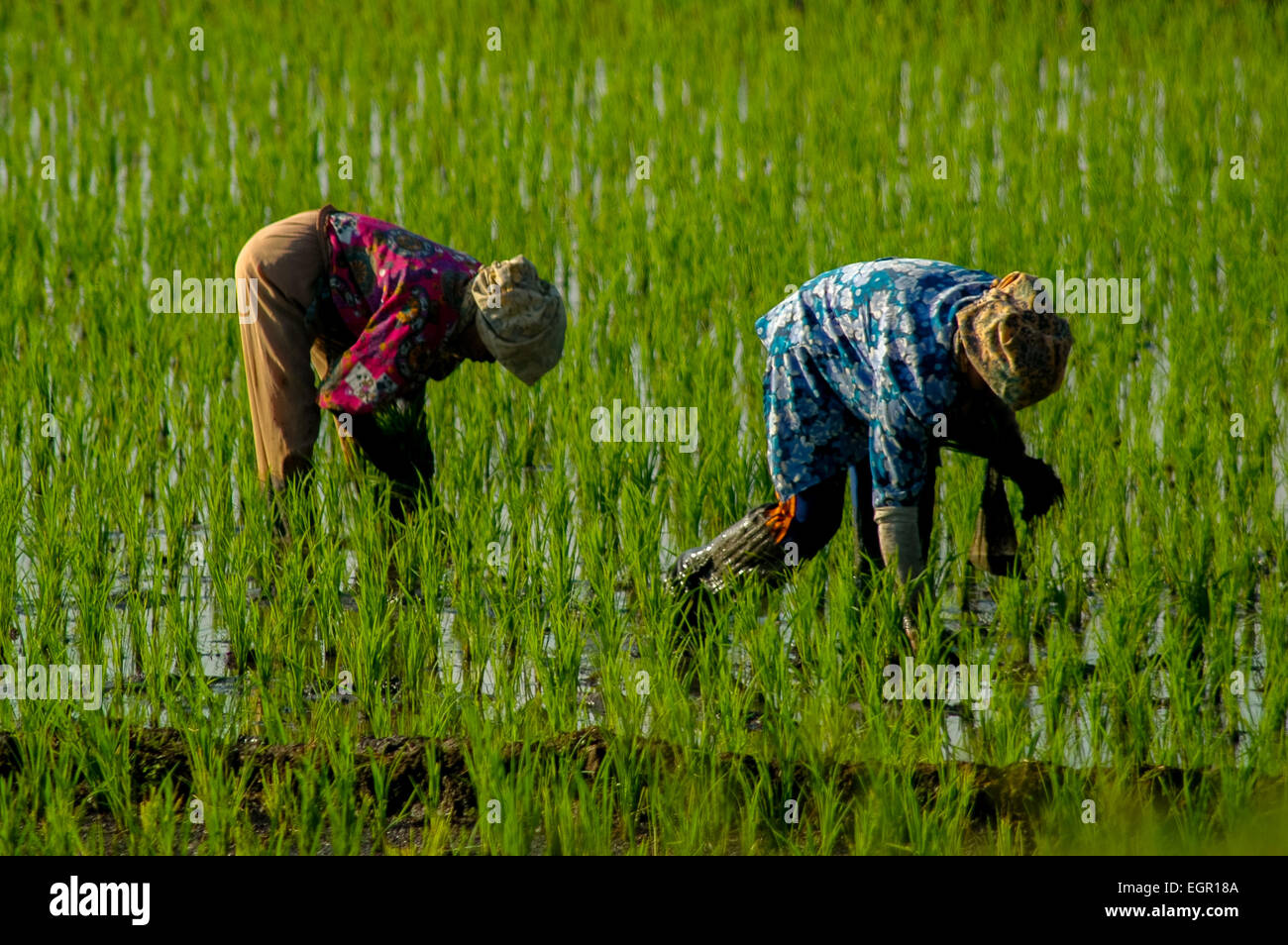Women farmers cultivate paddy in Bandung, West Java, Indonesia. Stock Photo