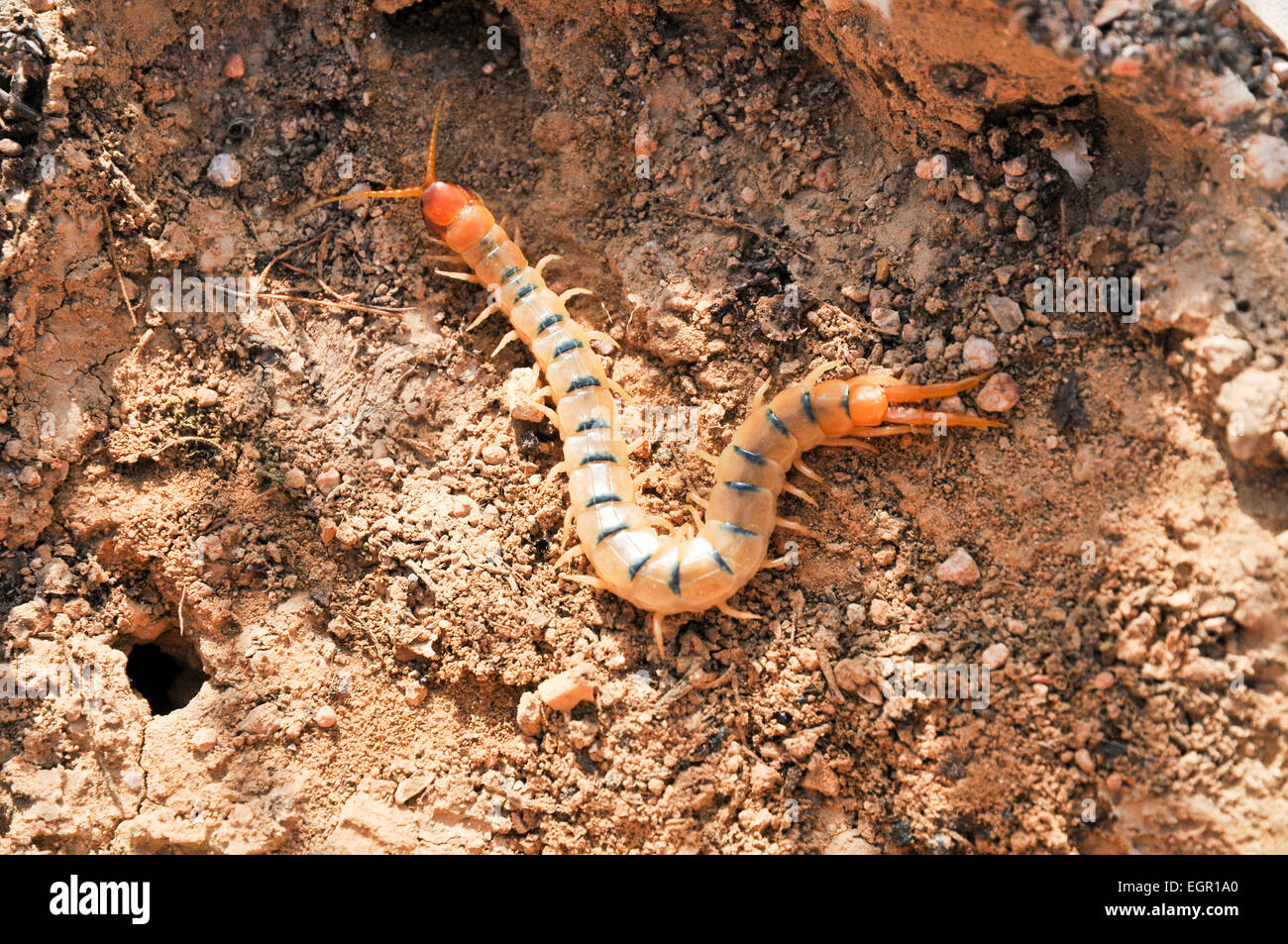 Centipede (Scolopendra) a venomous night predator. Photographed in Israel in December Stock Photo