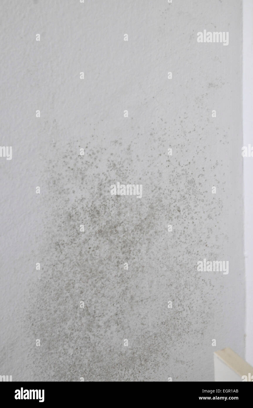 Mold Grows On A Bedroom Wall Due To Dampness Stock Photo