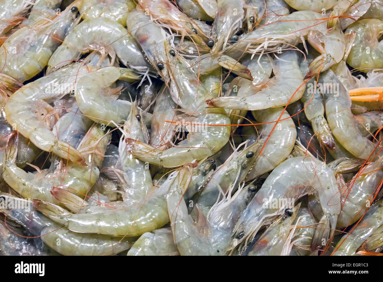 Fresh jumbo shrimp sale hires stock photography and images Alamy