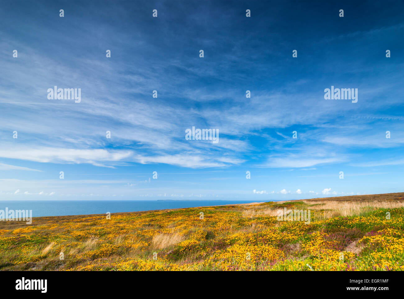 Colourful meadow with deep blue sky in Republic of Ireland Stock Photo
