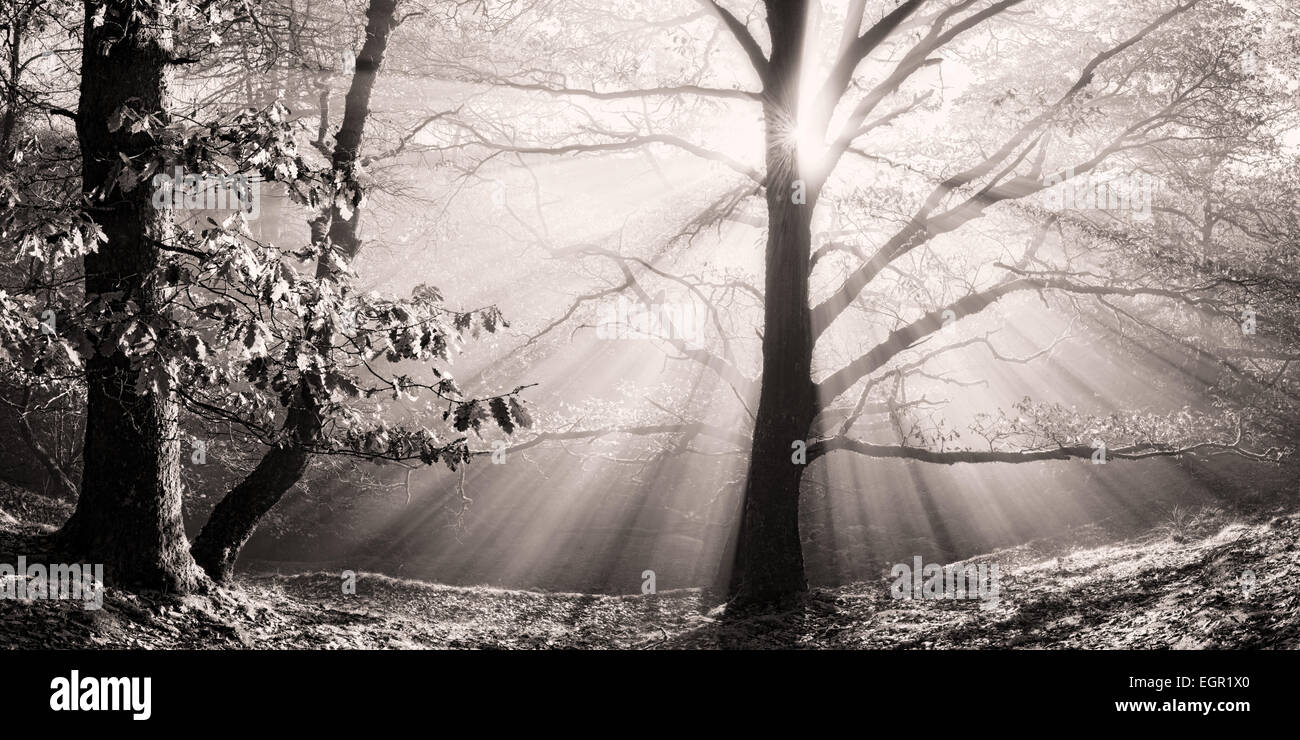 Sunlight shines through this Oak tree on a misty morning in the Brecon Beacons national park, Wales. Stock Photo