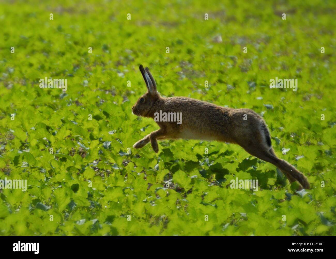 Hopping Hare in full color, Stock Photo