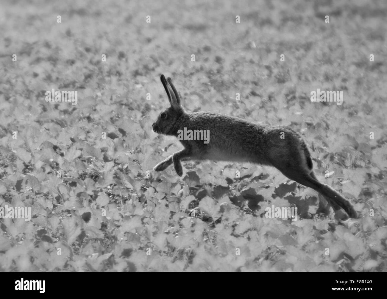 Hopping hare in black and white Stock Photo