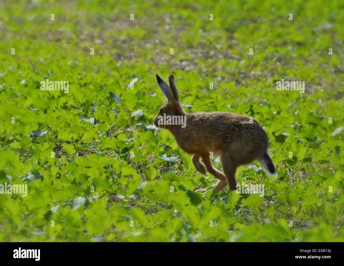 Hopping Hare. Stock Photo