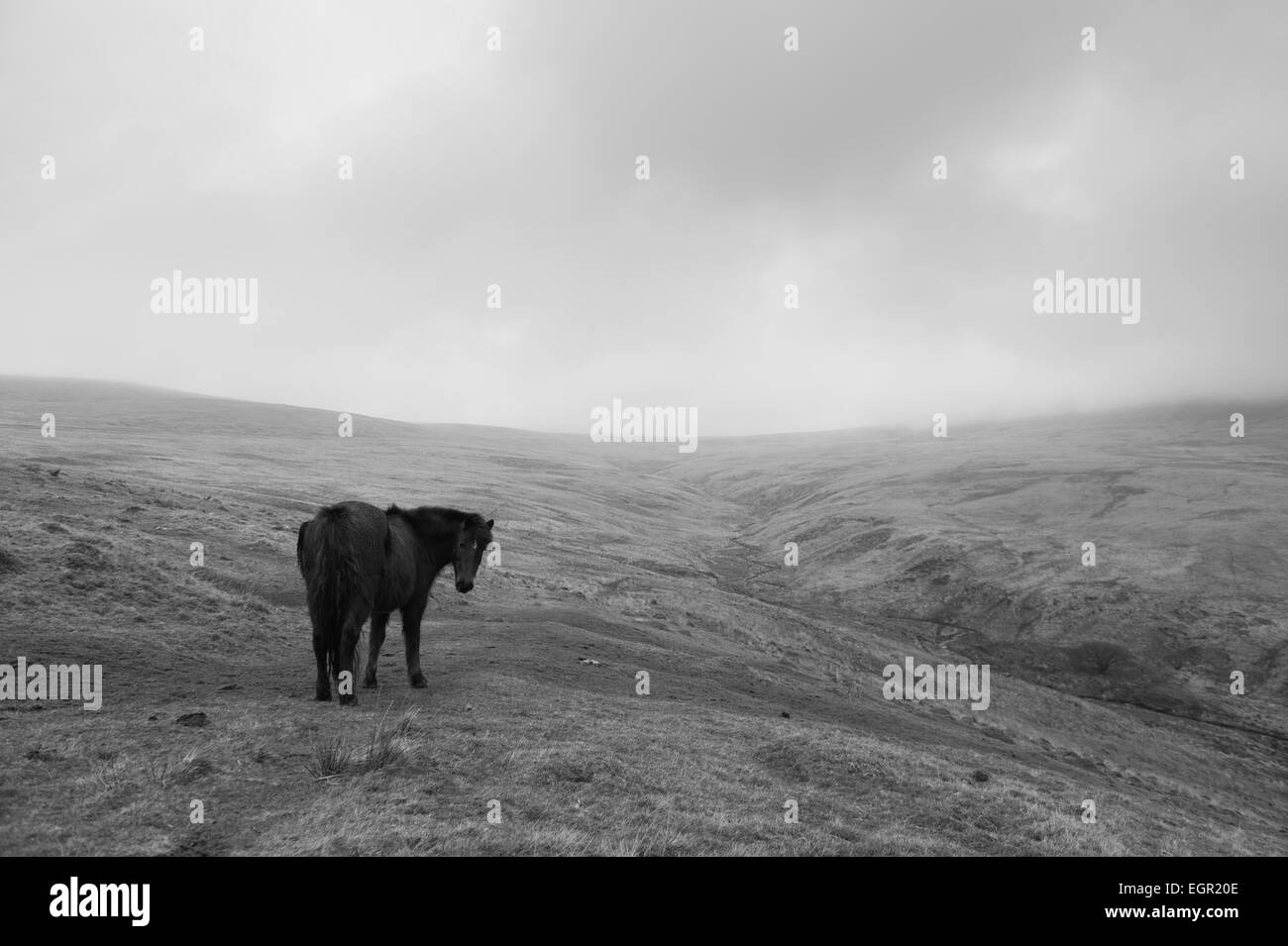 Wild ponies in the Black Mountain area of the Brecon Beacons National Park, Wales, UK. Stock Photo