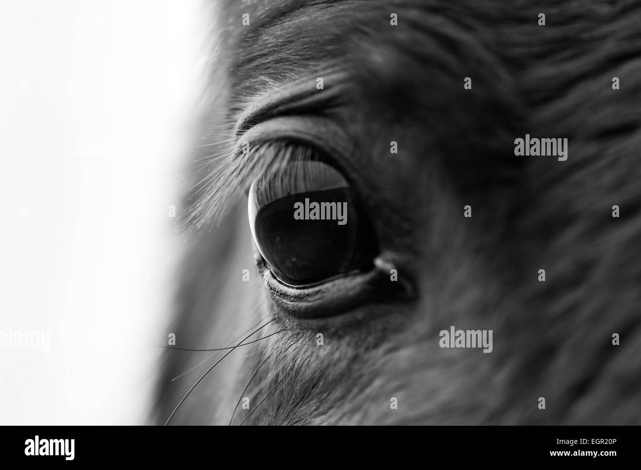 Closeup shot on a wild horse's eye, taken in the Brecon Beacons