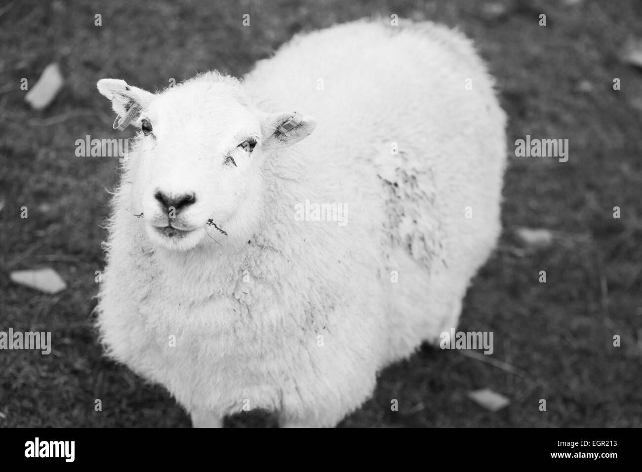 Black and white portrait of a sheep in the Brecon Beacons National Park, Wales, UK. Stock Photo