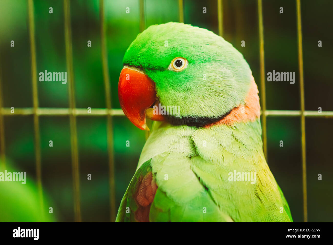 Alexandrine parakeet hi-res stock photography and images - Alamy