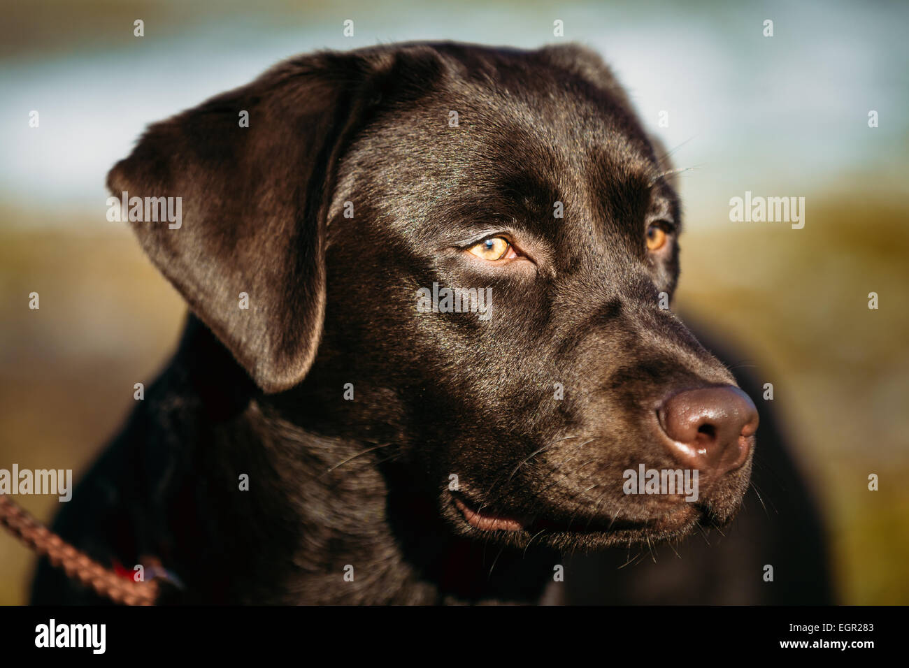 Close-up of Beautiful Brown Dog Head, Snout Of Lab Labrador Retriever Staying Outdoor In Spring Stock Photo