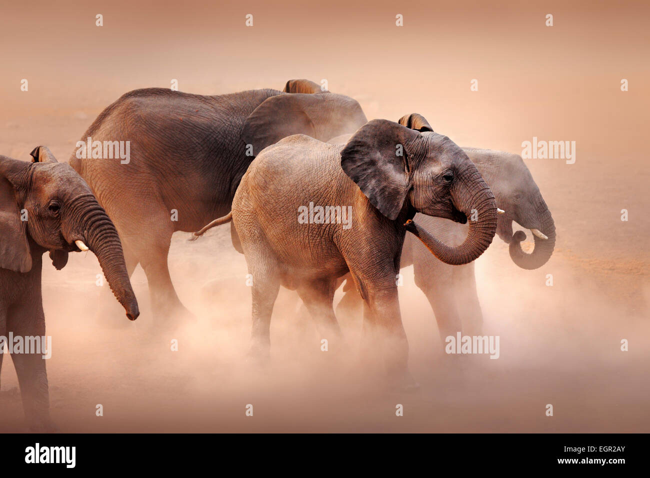 Disturbed elephants (Loxodonta africana) stirring dust in desert - Etosha National Park (Namibia) Stock Photo