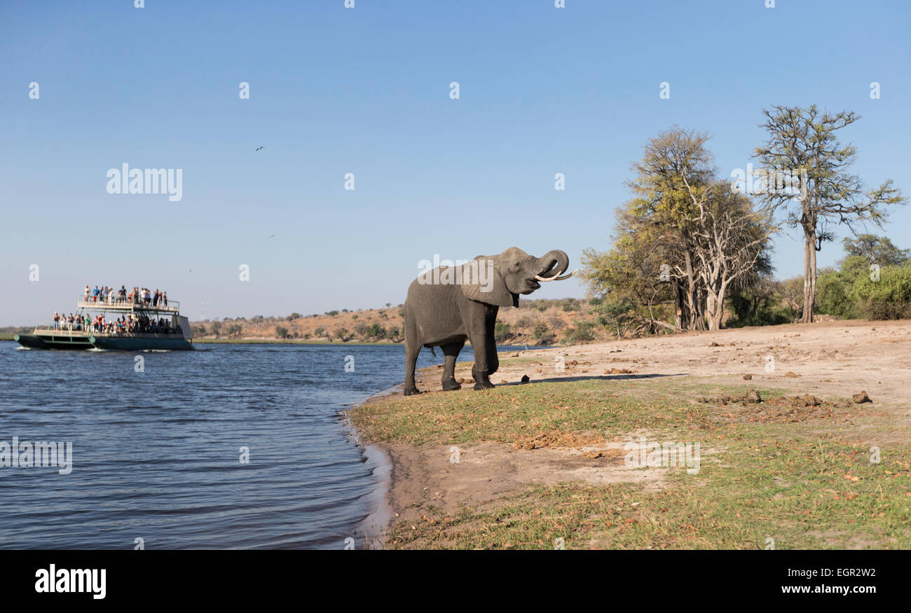 Elephant with tourist boat in the background depicting the Chobe river Stock Photo