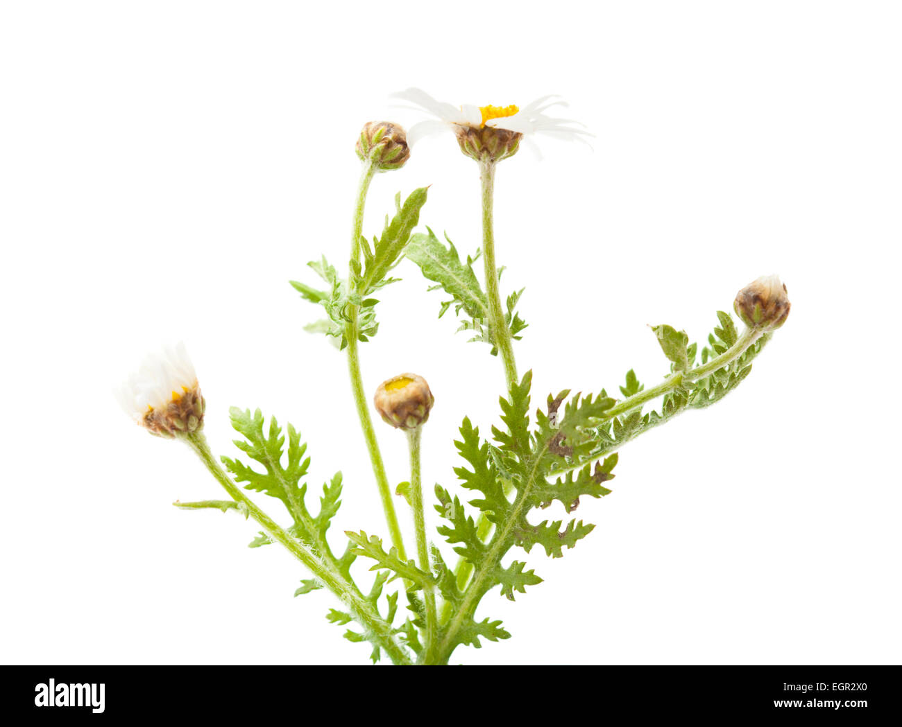 Argyranthemum adauctum, canarian marguerite daisy flower isolated on white background Stock Photo