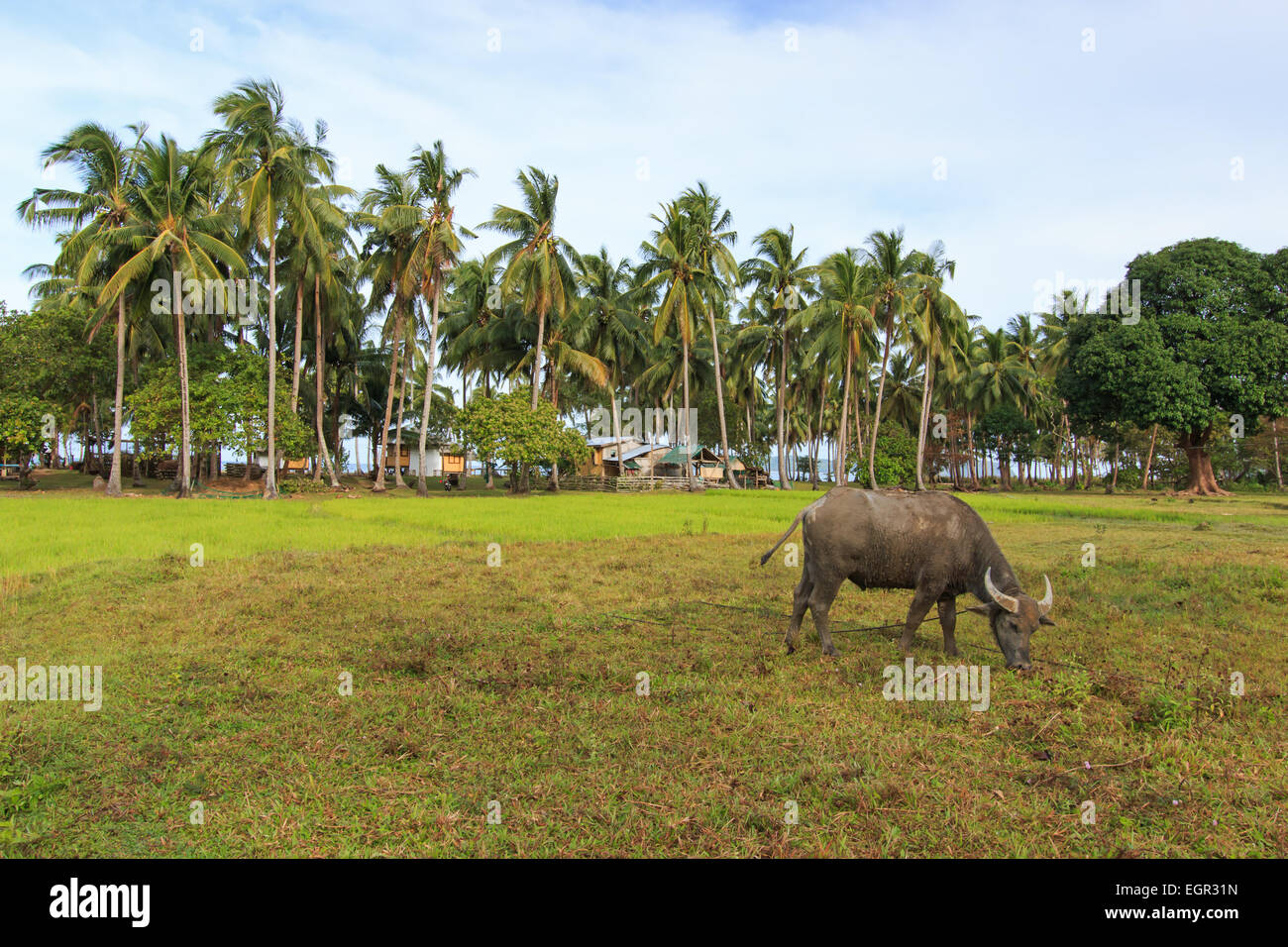 Rice field in Palawan, Philippines, with water buffalo (Carabao) Stock Photo