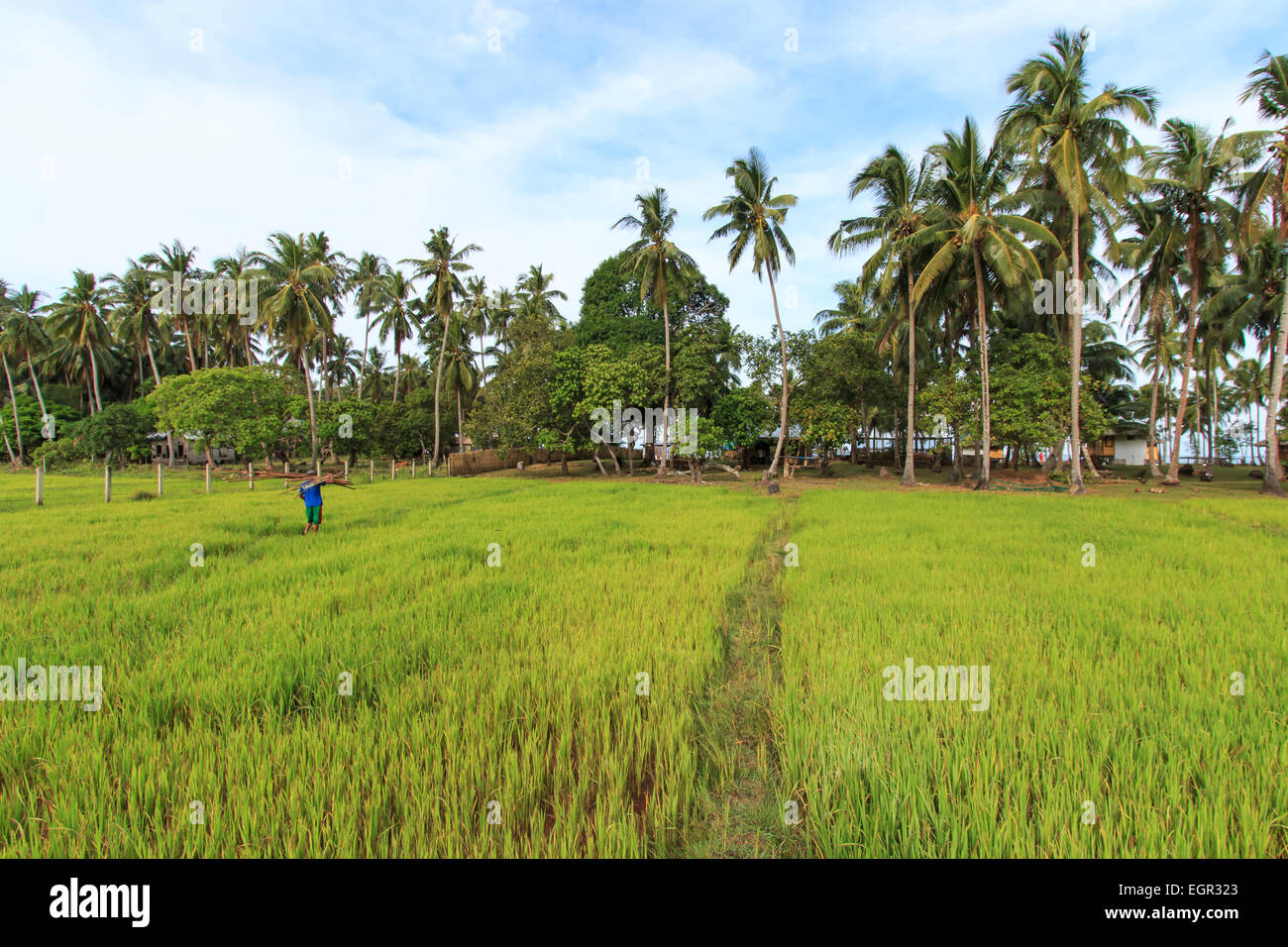 Farmer working of a rice field in Palawan, Philippines Stock Photo