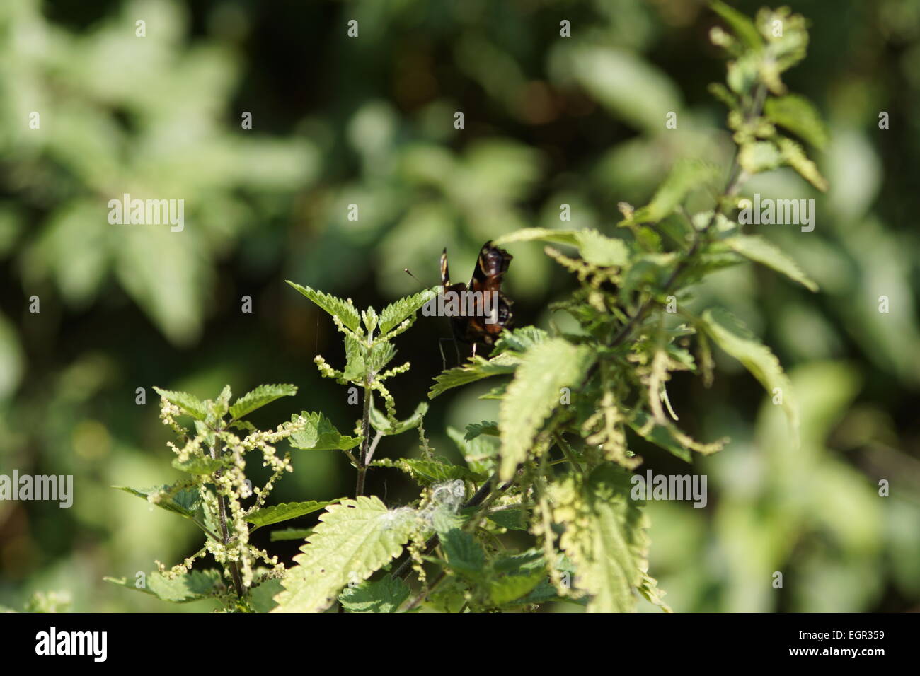 Butterfly zoomed in hires stock photography and images Alamy
