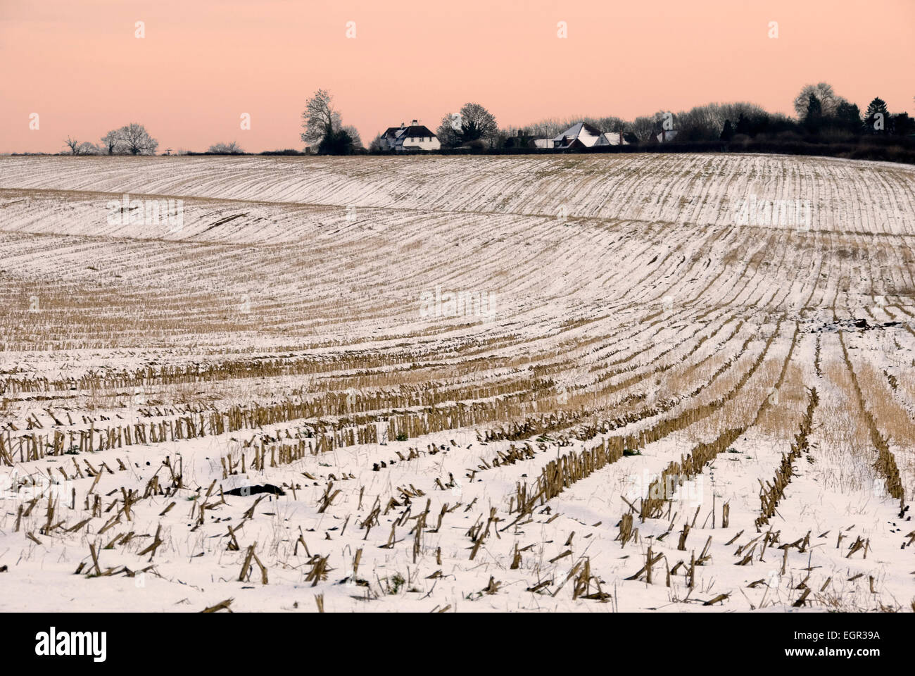 Mid winter -snow covered field - lines of stubble leading to cottages and outlined trees  - dark against a dusk pink sky- Stock Photo