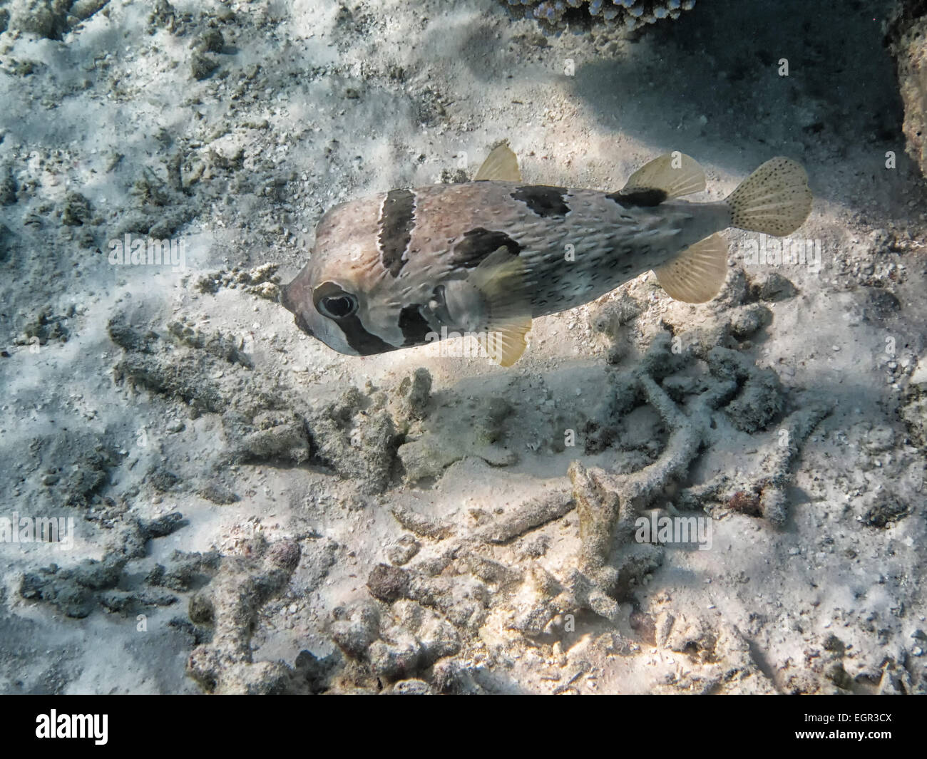 Blotched porcupine fish (Diodon liturosus) on a coral reef in the Maldives Stock Photo