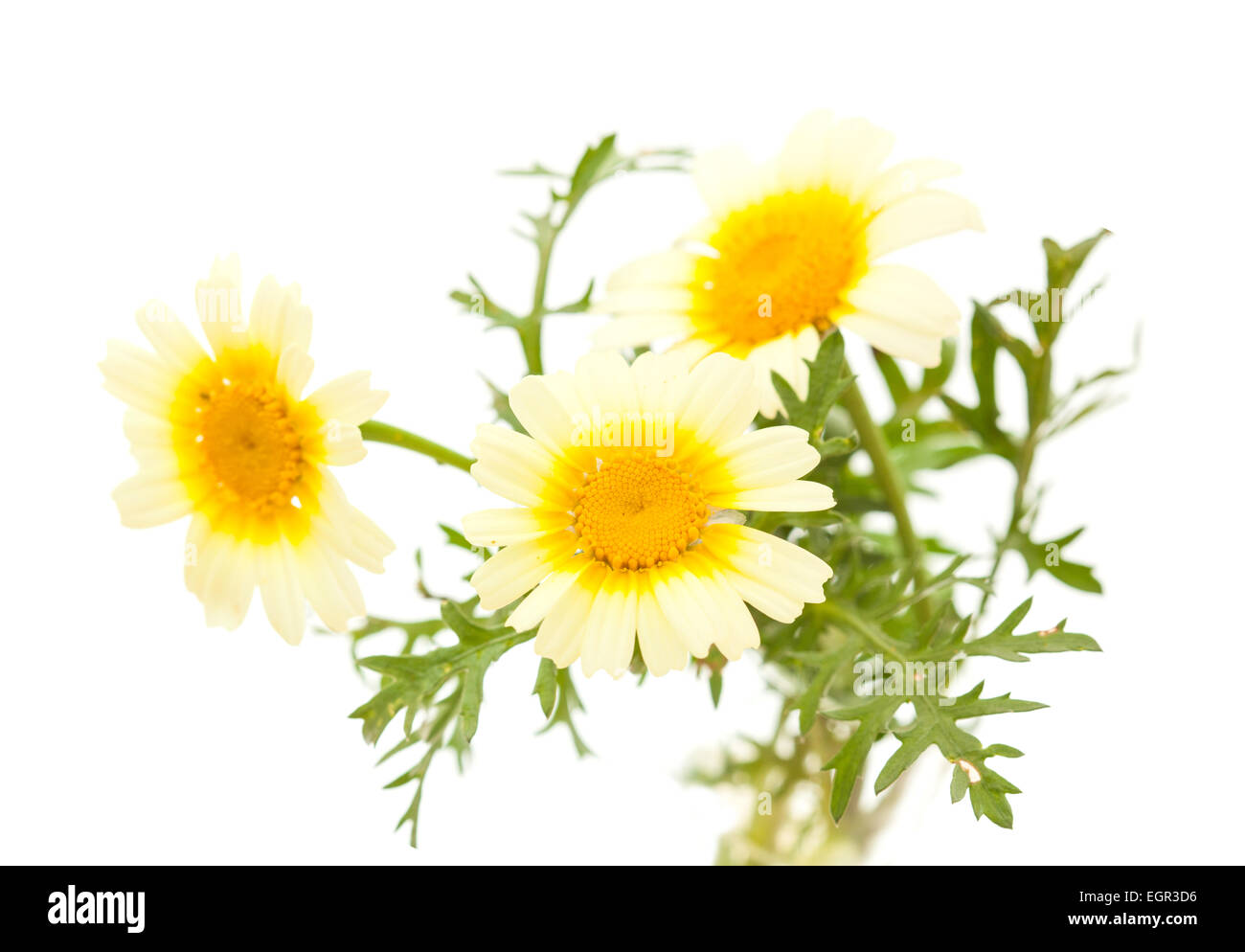 All-yellow Garland chrysanthemum isolated on white background Stock Photo