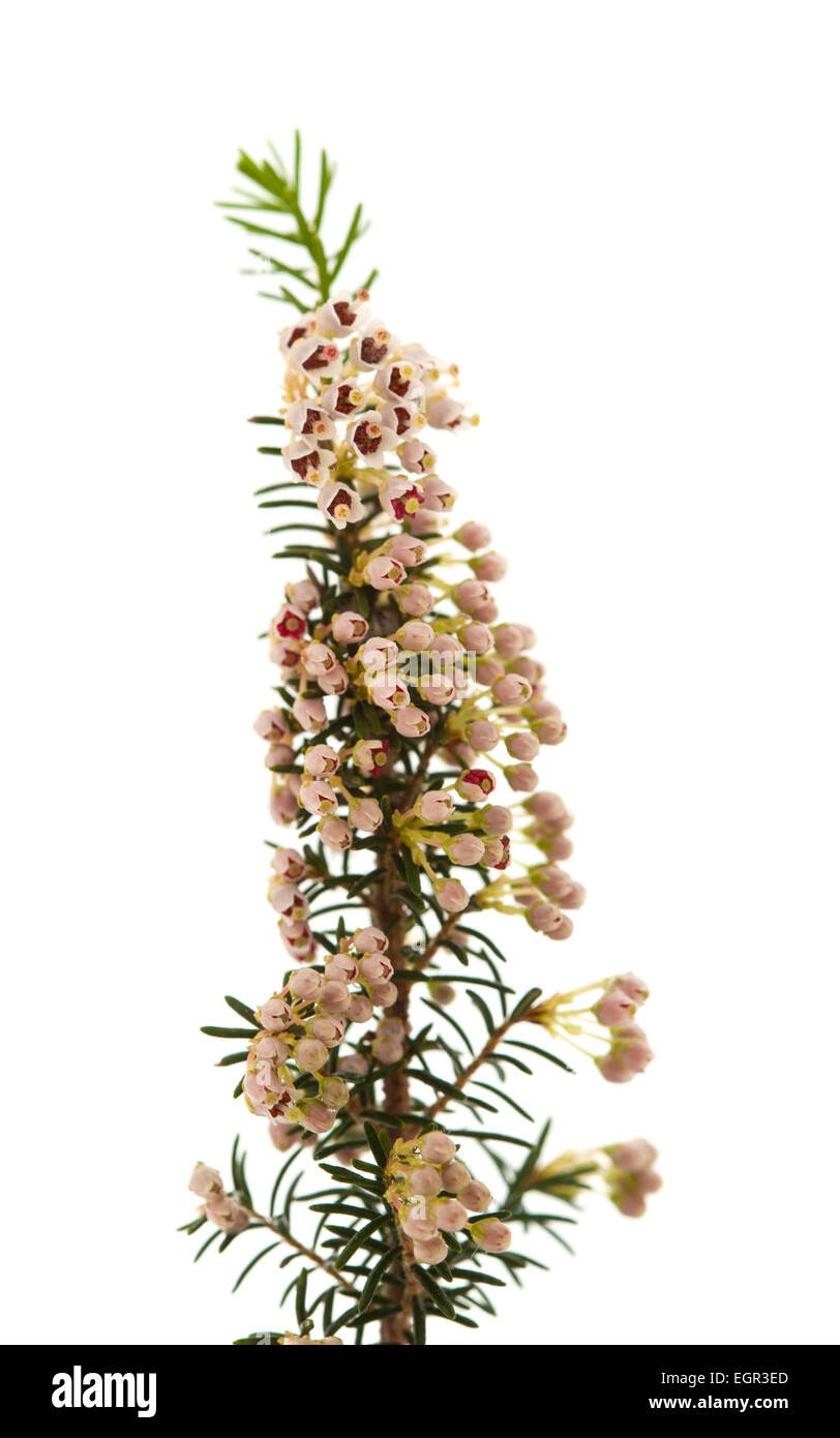 Erica arborea, tree heath, isolated on white background Stock Photo