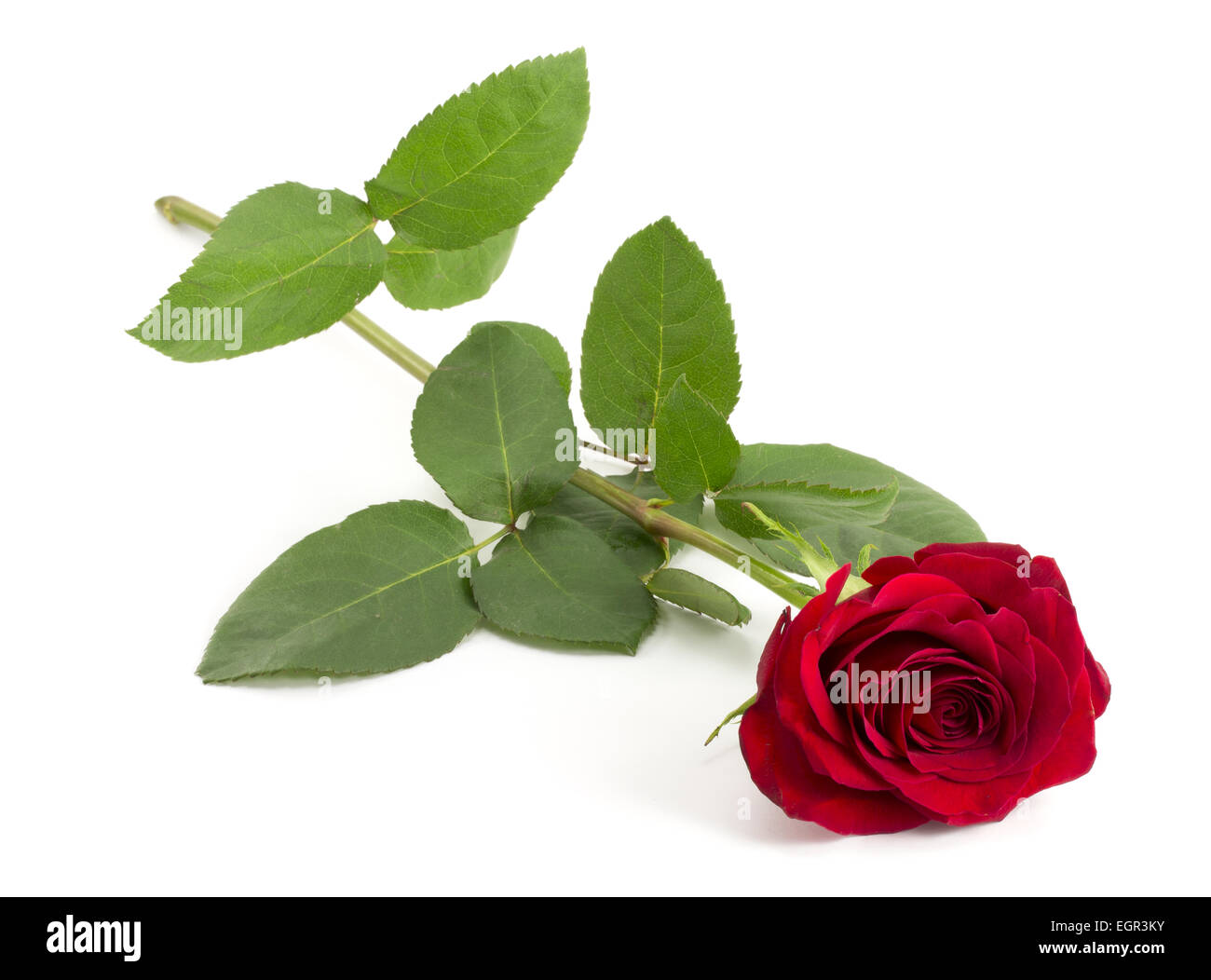 red rose bud on a long green stem Stock Photo