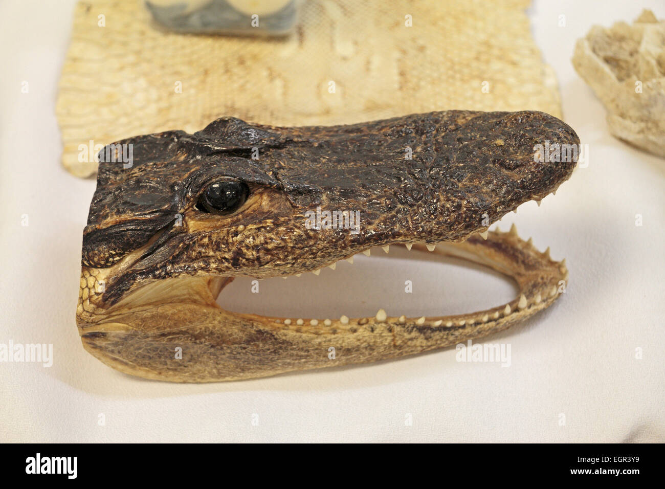 Example of a preserved alligator head, in a school demonstration of illegally imported animal goods. Stock Photo