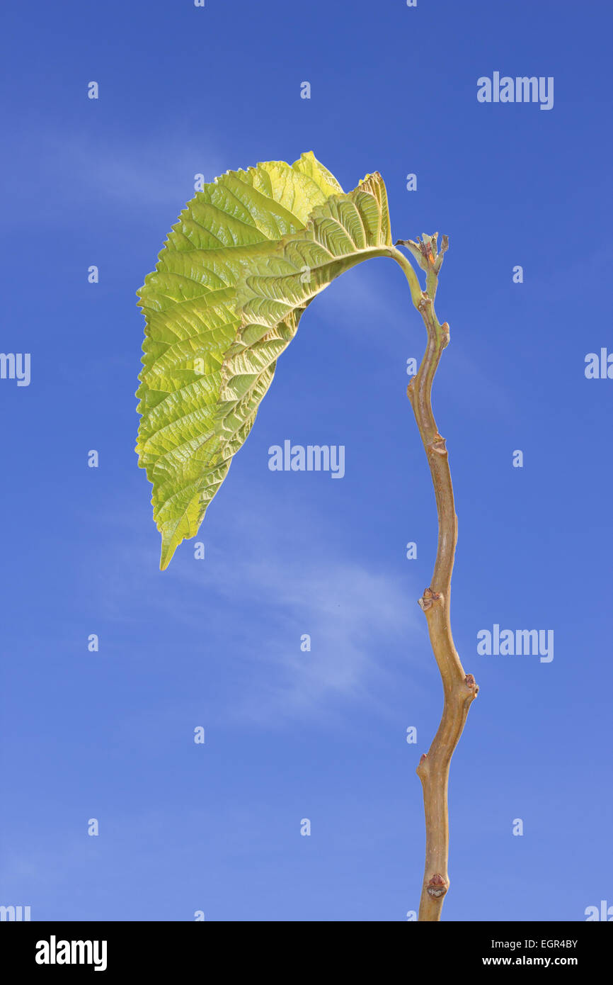 sprout leaf on a blue sky background Stock Photo - Alamy
