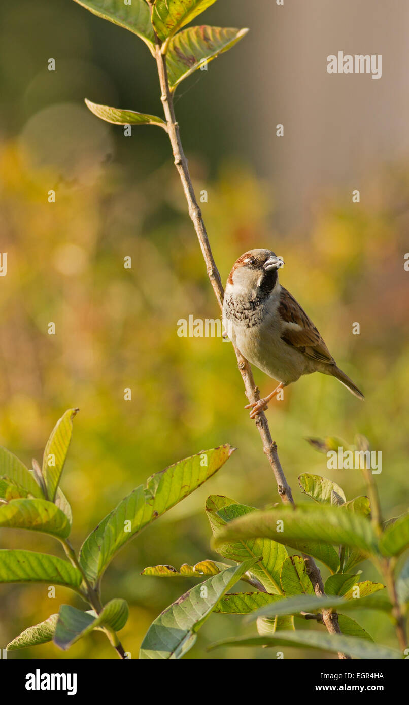 Male house sparrow (Passer domesticus) perched on a branch Photographed in Israel in February Stock Photo