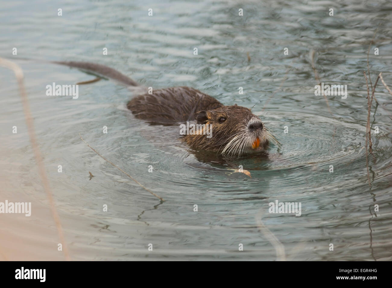 coypu (Myocastor coypus) swimming. This rodent is native to South America. It has been introduced to Europe, North America and A Stock Photo
